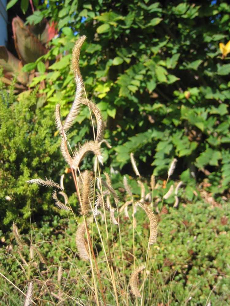 Bouteloua gracilis (Schlankes Haarschotengras, Schlankes Moskitogras)